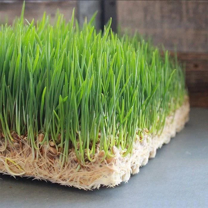 Hydroponic Jute/Hemp Grow Mat